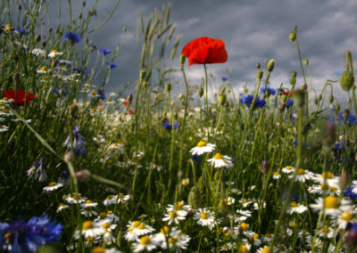 pure nature